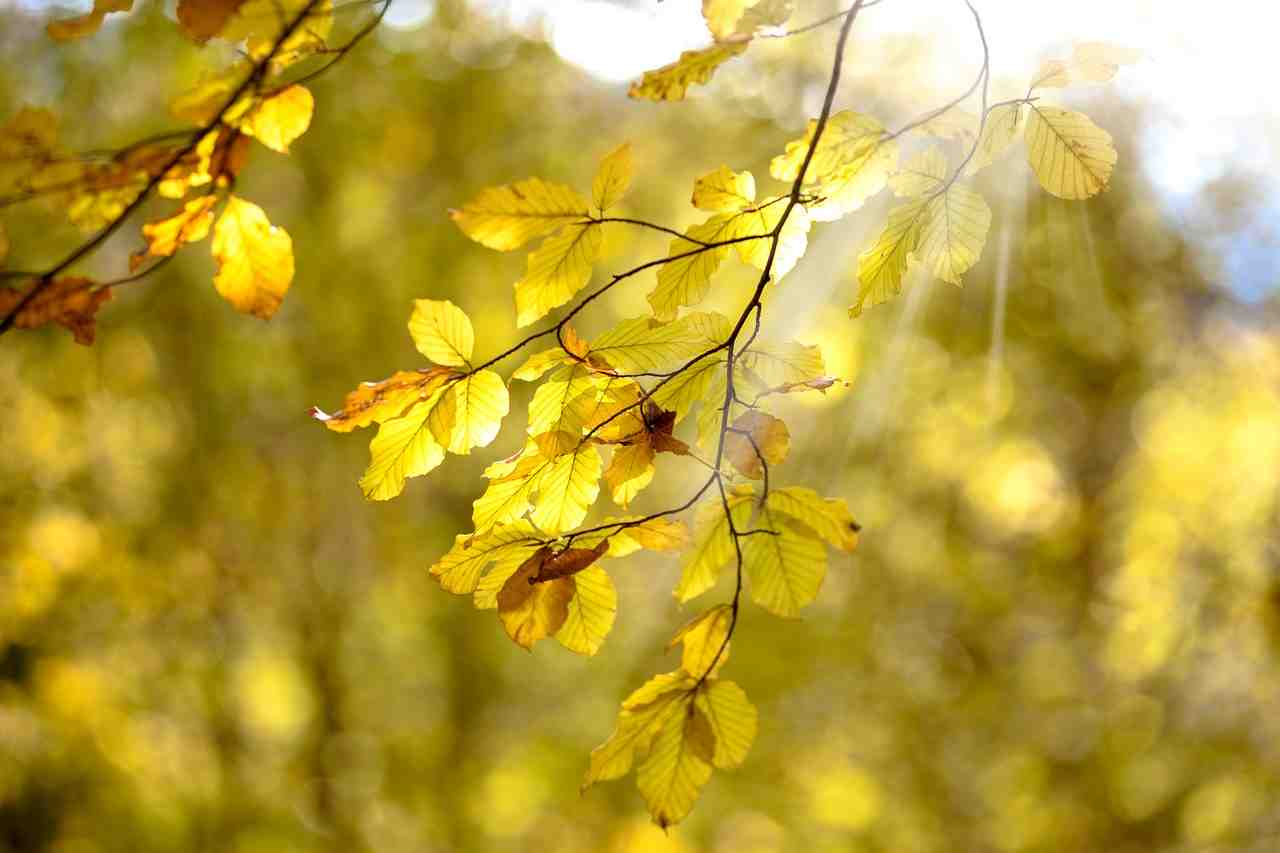 le soleil, automne, jaune
