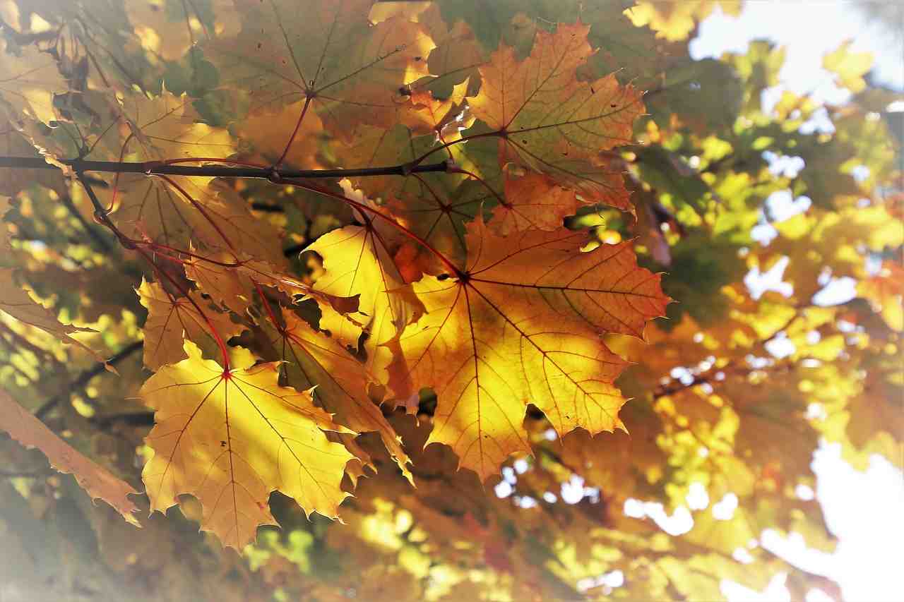 jaune, ensoleillé, automne